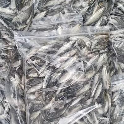 麥穗魚怎么處理后喂龍魚：將麥穗魚喂給龍魚之前需要對其進(jìn)行消毒處理這項(xiàng)步驟