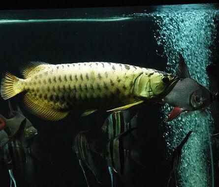 龍魚(yú)不吃冷凍小魚(yú)會(huì)死嗎：龍魚(yú)不吃冷凍小魚(yú)會(huì)死嗎， 龍魚(yú)百科 第3張