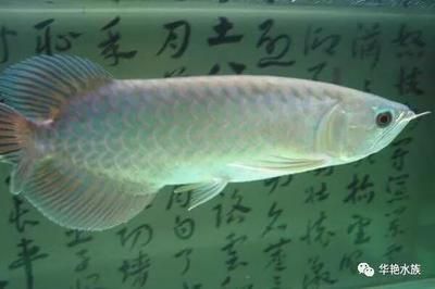 白色的跟龍一樣的魚叫什么魚呢：白色的跟龍一樣的魚叫什么魚 龍魚百科 第2張