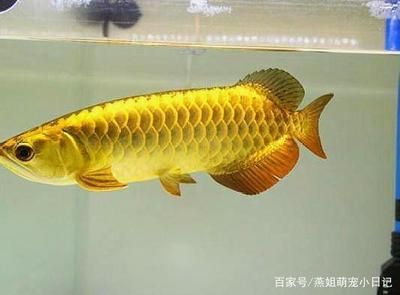 金龍魚成長過程：養(yǎng)殖金龍魚需要注意什么？