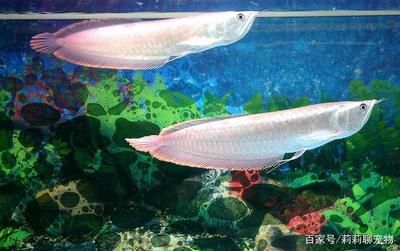 金龍魚成長過程：養(yǎng)殖金龍魚需要注意什么？