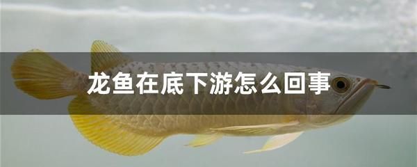 龍魚低頭游算問題嗎：龍魚低頭游算問題是潛在的健康問題或環(huán)境問題或環(huán)境問題的跡象