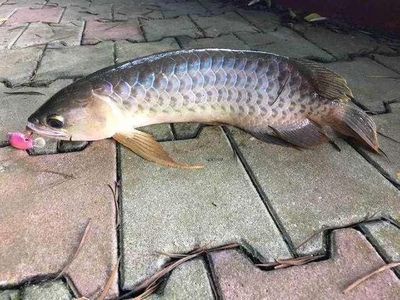 20厘米的龍魚吃小魚成嗎：20厘米的龍魚可以吃小魚嗎，是否能成功吃小魚 龍魚百科 第2張