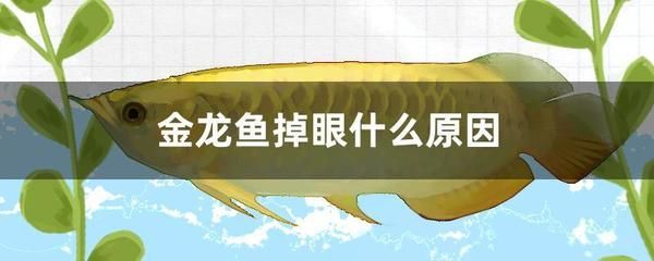 金龍魚趴缸底不吃東西怎么回事：金龍魚趴缸底不吃東西怎么回事金龍魚趴缸底不吃東西怎么辦 龍魚百科 第3張