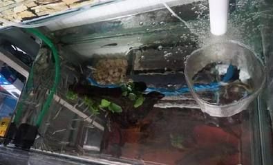 喂龍魚的飼料魚要怎么消毒：喂龍魚的飼料魚怎么消毒