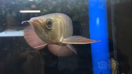 禮品古典藍金龍魚：古典藍底過背金龍魚