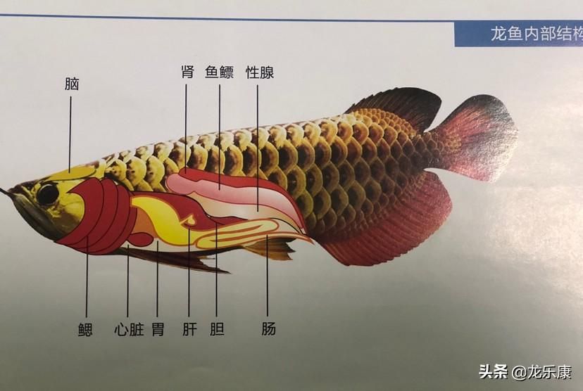 龍魚胸鰭開叉：龍魚胸鰭開叉怎么辦 龍魚百科 第3張