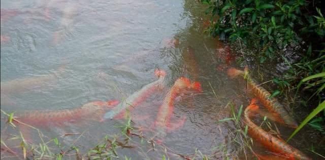 紅龍魚養(yǎng)殖基地地址：紅龍魚養(yǎng)殖基地具體地址是根據(jù)搜索結果提供的相關信息 龍魚百科 第3張