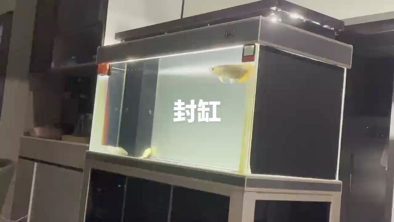 有關(guān)龍魚的成語(yǔ)：鸚鵡魚和銀龍魚在20度水溫下會(huì)導(dǎo)致死亡嗎？