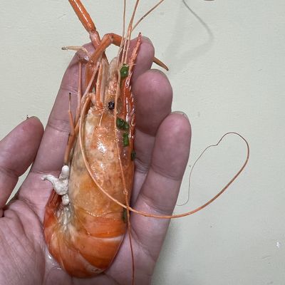 小龍魚喂食帶殼蝦不消化怎么辦呀：小龍魚喂食帶殼蝦不消化怎么辦