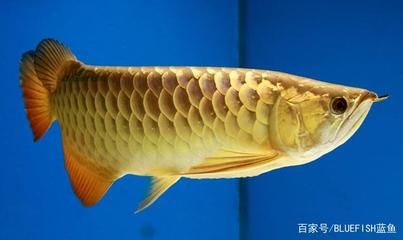 金龍魚(yú)從哪里來(lái)：金龍魚(yú)產(chǎn)地和來(lái)源 龍魚(yú)百科 第3張