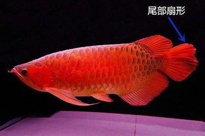 紅龍魚七鰭介紹圖：紅龍魚七鰭介紹 龍魚百科 第3張