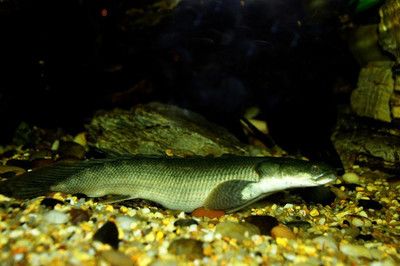 龍魚(yú)吃了冰凍食物怎么辦：龍魚(yú)吃了冰凍食物會(huì)出現(xiàn)一系列問(wèn)題，龍魚(yú)吃了冰凍食物怎么辦 龍魚(yú)百科 第2張