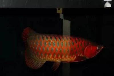 紅龍魚鱗片掉了還能和以前一樣嗎？：紅龍魚的鱗片掉了還能和以前一樣嗎？