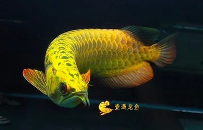 龍魚的品相怎么看圖解：判斷龍魚品相的主要依據(jù)，龍魚品相判斷要點(diǎn) 龍魚百科 第2張