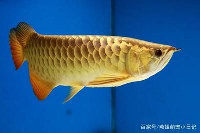 金龍魚的象征是什么 龍魚百科 第2張