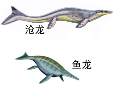 魚龍是什么東西？：魚龍是一種重新回到海里生活的爬行動物，繁盛于三疊紀(jì)和侏羅紀(jì) 龍魚百科 第3張