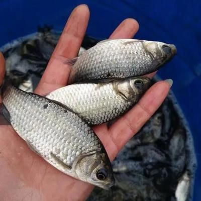 龍魚喂鯽魚苗好嗎怎么喂的：龍魚可以喂鯽魚苗嗎？ 龍魚百科 第2張