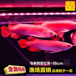 粉龍魚多少錢一條：粉龍魚多少錢一條， 龍魚百科 第1張