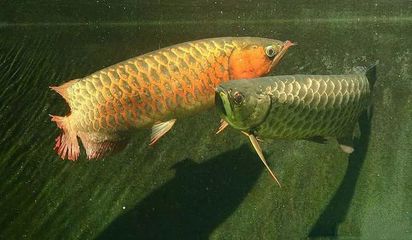 我想看小龍魚跳龍門：《小鯉魚跳龍門》動畫片 龍魚百科 第1張