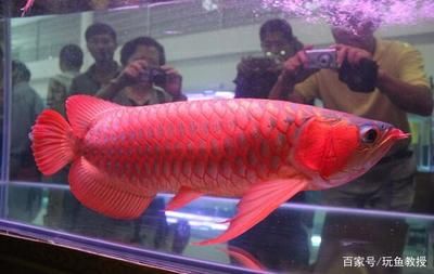 買賣龍魚被抓：買賣龍魚合法嗎？