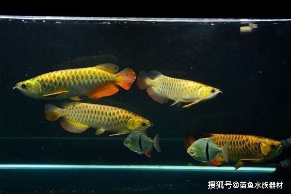 龍魚(yú)沉頭吐氣泡肛門(mén)拉氣泡怎么治療：龍魚(yú)沉頭吐氣泡肛門(mén)拉氣泡怎么辦 龍魚(yú)百科 第2張