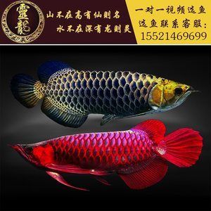 金龍魚苗價(jià)格3cm：3cm金龍魚苗價(jià)格可能在幾十元到幾百元之間