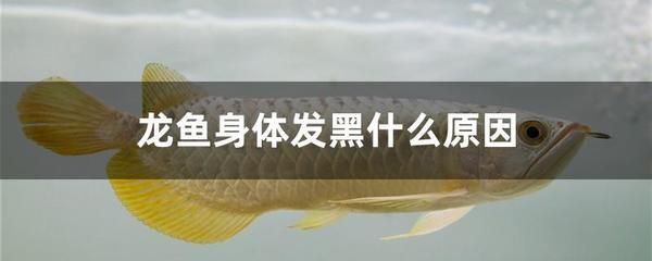 龍魚嘴巴發(fā)黑是什么病：龍魚嘴巴發(fā)黑可能是由于多種原因引起的，治療方法是什么 龍魚百科 第3張