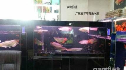 龍魚專用缸：龍魚專用缸的選擇指南 龍魚百科 第1張