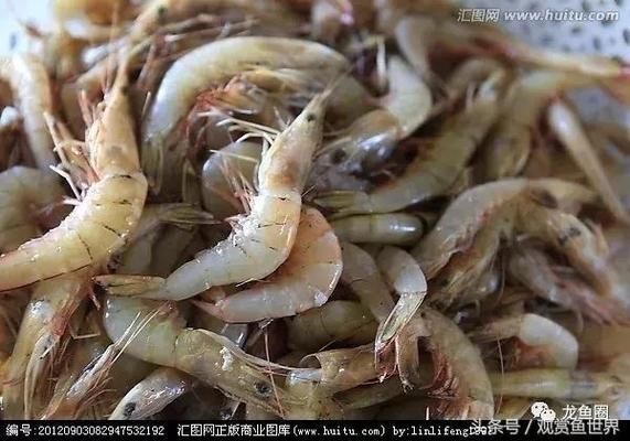 龍魚吃的凍蝦什么品種好：龍魚可以喂食的凍蝦品種有哪些 龍魚百科 第1張