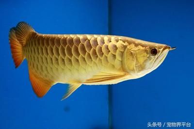 黃尾金龍魚(yú)和紅尾金龍魚(yú)：黃尾金龍魚(yú)和紅尾金龍魚(yú)在外觀、價(jià)格和飼養(yǎng)難度不同