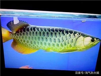 藍底金龍魚好還是金龍魚好養(yǎng)：藍底金龍魚和金龍魚哪個好養(yǎng) 龍魚百科 第1張