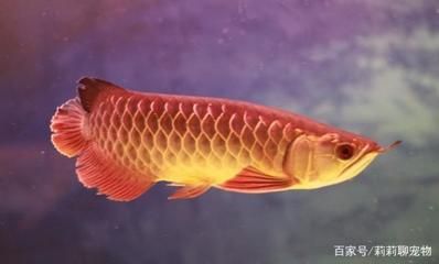 藍底金龍魚好還是金龍魚好養(yǎng)：藍底金龍魚和金龍魚哪個好養(yǎng) 龍魚百科 第3張