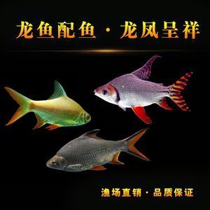 龍魚搭配泰國鯽魚：泰國鯽魚與龍魚混合飼養(yǎng)時(shí)需要考慮幾個(gè)因素，需要考慮幾個(gè)因素