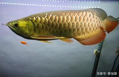 金龍魚溫度多少最好養(yǎng)：金龍魚最適宜的水溫是24~29℃,24~[需手動(dòng)填充]