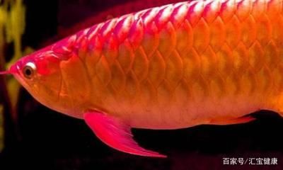 紅龍魚可以吃嗎：紅龍魚可以吃嗎？