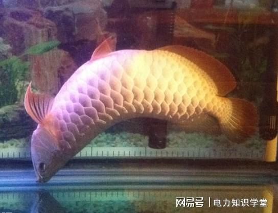 金龍魚白天趴缸晚上正常游動：金龍魚白天趴缸晚上正常游動可能有多種原因 龍魚百科 第2張