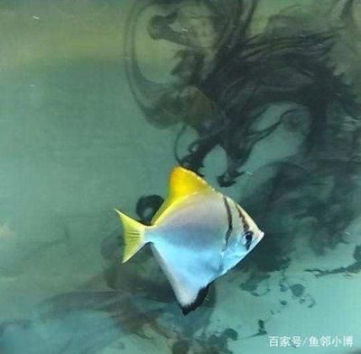 黃鰭鯧魚能和龍魚混養(yǎng)嗎：黃鰭鯧魚和龍魚可以混養(yǎng)嗎，黃鰭鯧魚能和龍魚混養(yǎng)嗎 龍魚百科 第2張