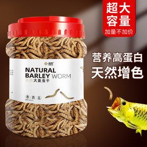 龍魚吃面包蟲干嗎：龍魚吃面包蟲干可以嗎