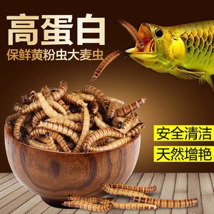 龍魚吃面包蟲干嗎：龍魚吃面包蟲干可以嗎