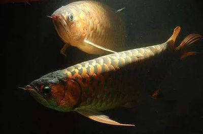 龍魚(yú)掉眼嚴(yán)重會(huì)死嗎為什么不吃食：龍魚(yú)掉眼嚴(yán)重會(huì)死嗎 龍魚(yú)百科 第2張