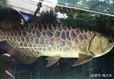 龍魚(yú)長(zhǎng)啥樣子：龍魚(yú)是一種具有極高觀賞價(jià)值的淡水魚(yú)類