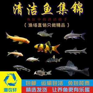 龍魚吃白鼠：龍魚吃白鼠是怎么回事