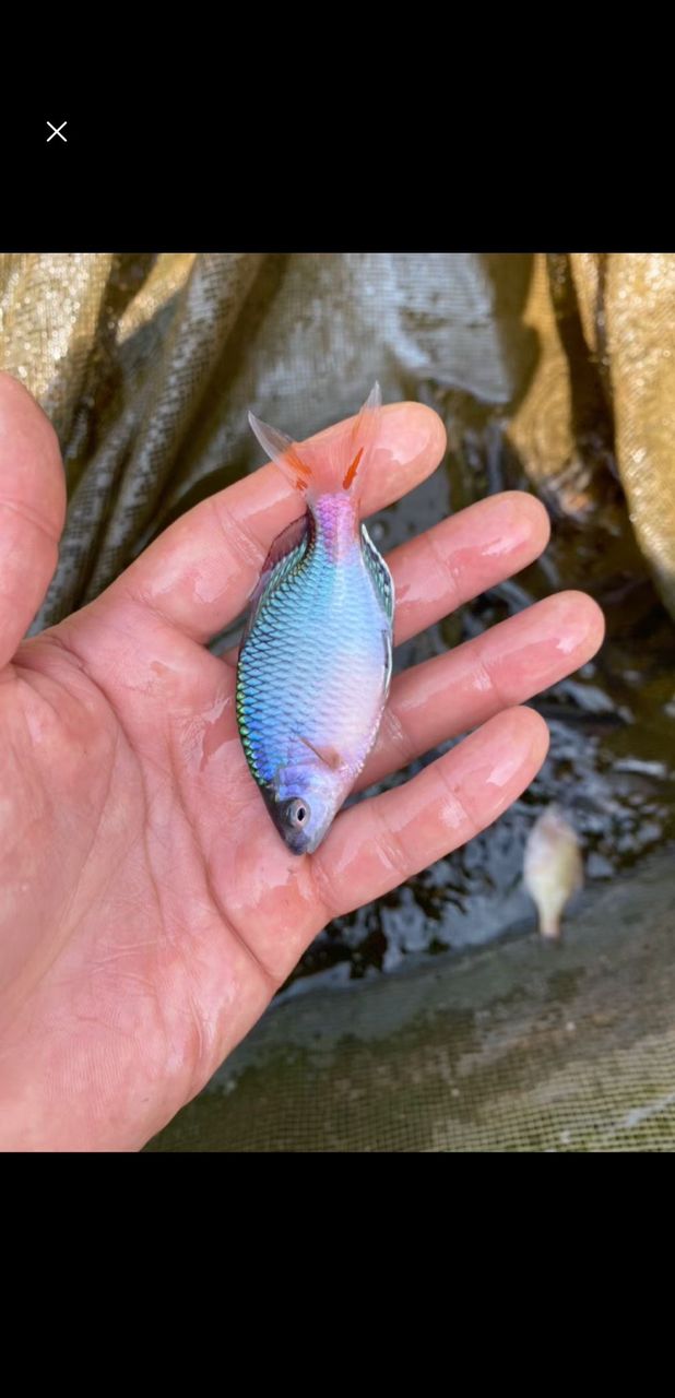 最美原生魚(yú)：每天就是摸魚(yú)捉蝦,思如雪評(píng)論：快活,這可咋評(píng)論：漂亮 觀賞魚(yú)論壇 第3張