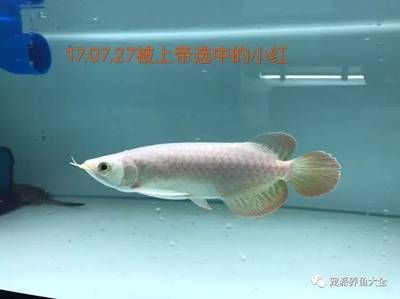 龍魚成長記錄怎么寫：如何撰寫龍魚成長記錄 龍魚百科 第3張