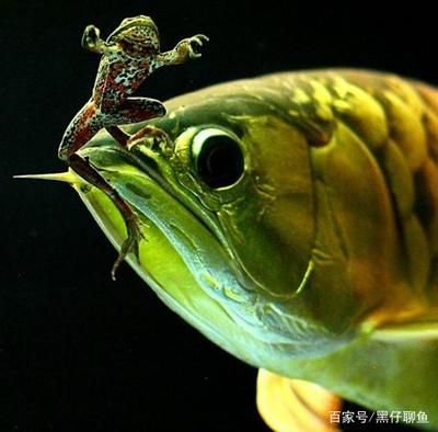 龍魚(yú)喂金蛙有什么好處和壞處：龍魚(yú)喂金蛙有什么好處,龍魚(yú)喂金蛙有什么好處和壞處 龍魚(yú)百科 第2張