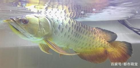 金龍魚(yú)嘴里鼓鼓的：金龍魚(yú)嘴里鼓鼓的是怎么回事