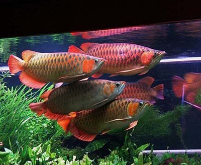 紅金龍魚和什么魚一起養(yǎng)最好：紅金龍魚和什么魚一起養(yǎng)最好， 龍魚百科 第2張