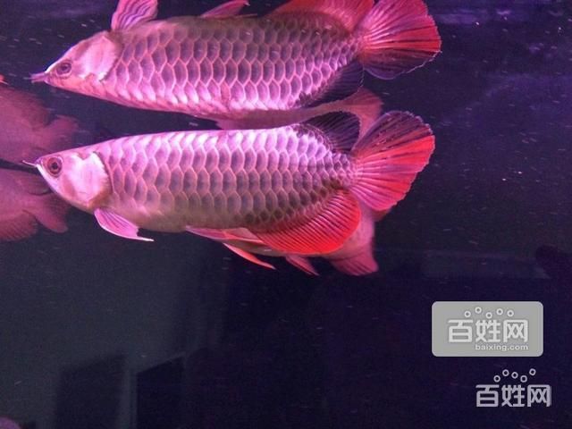 金龍魚好養(yǎng)還是紅龍魚好養(yǎng)：紅龍魚好養(yǎng)還是金龍魚好養(yǎng) 龍魚百科 第2張