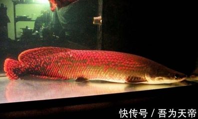 龍魚不動了有呼吸會緩過來：龍魚不動了但仍有呼吸怎么辦？ 龍魚百科 第2張